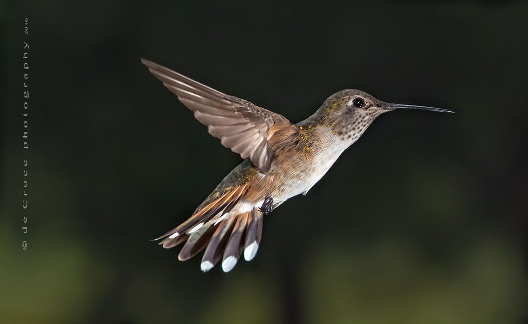 Denver Hummingbird photographers