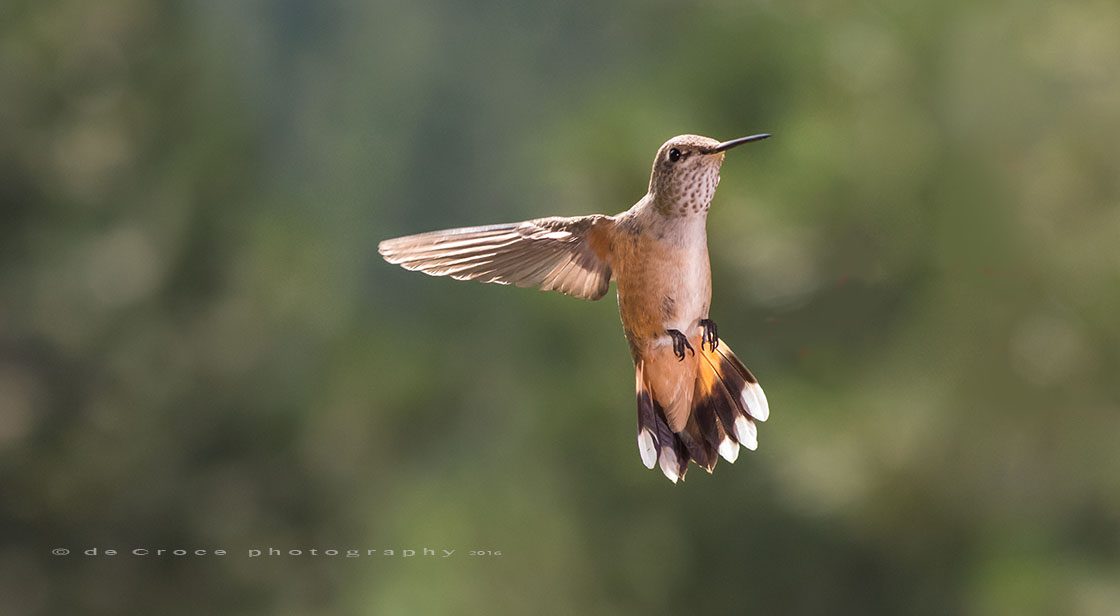Hummingbird Denver Photography