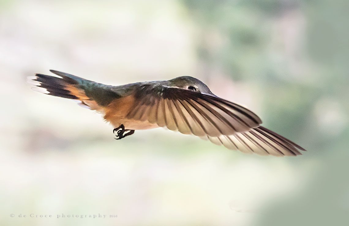 Denver hummingbird photographers