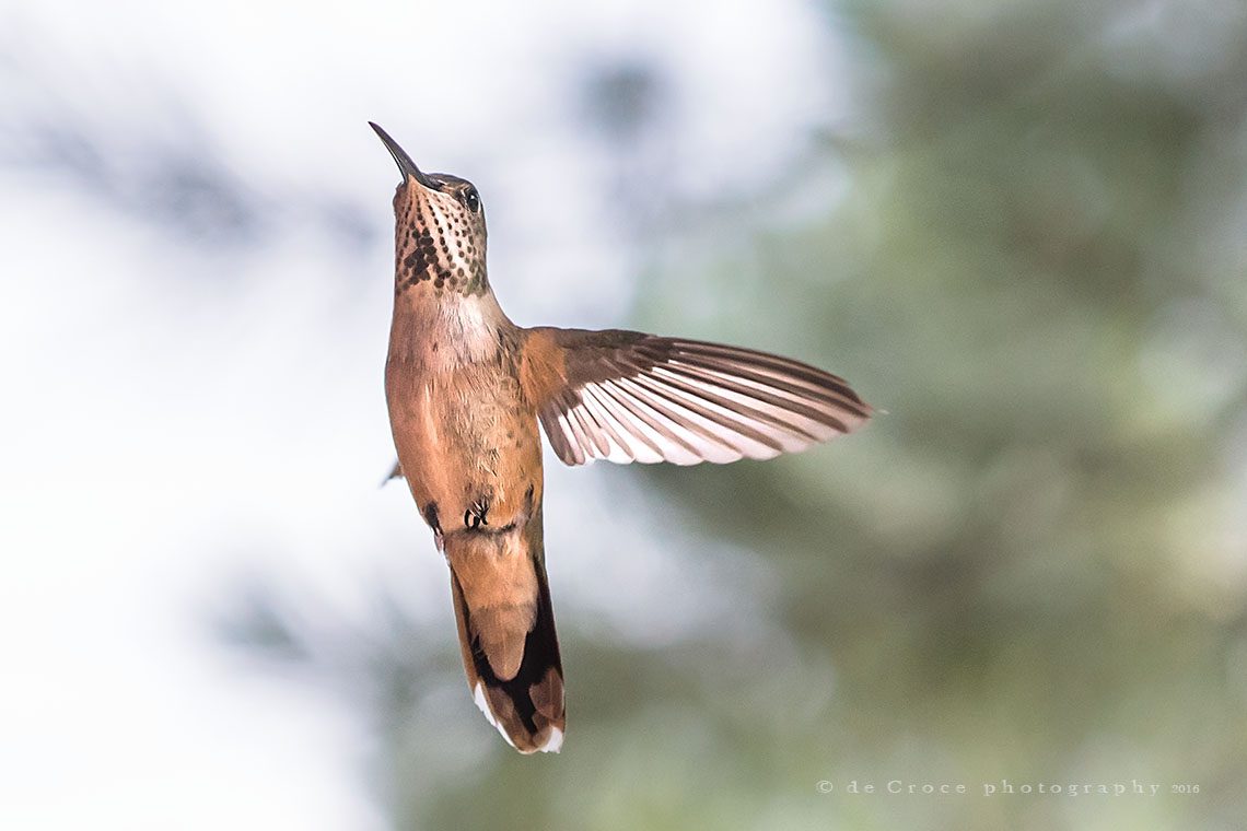 Colorado Bird Photographer