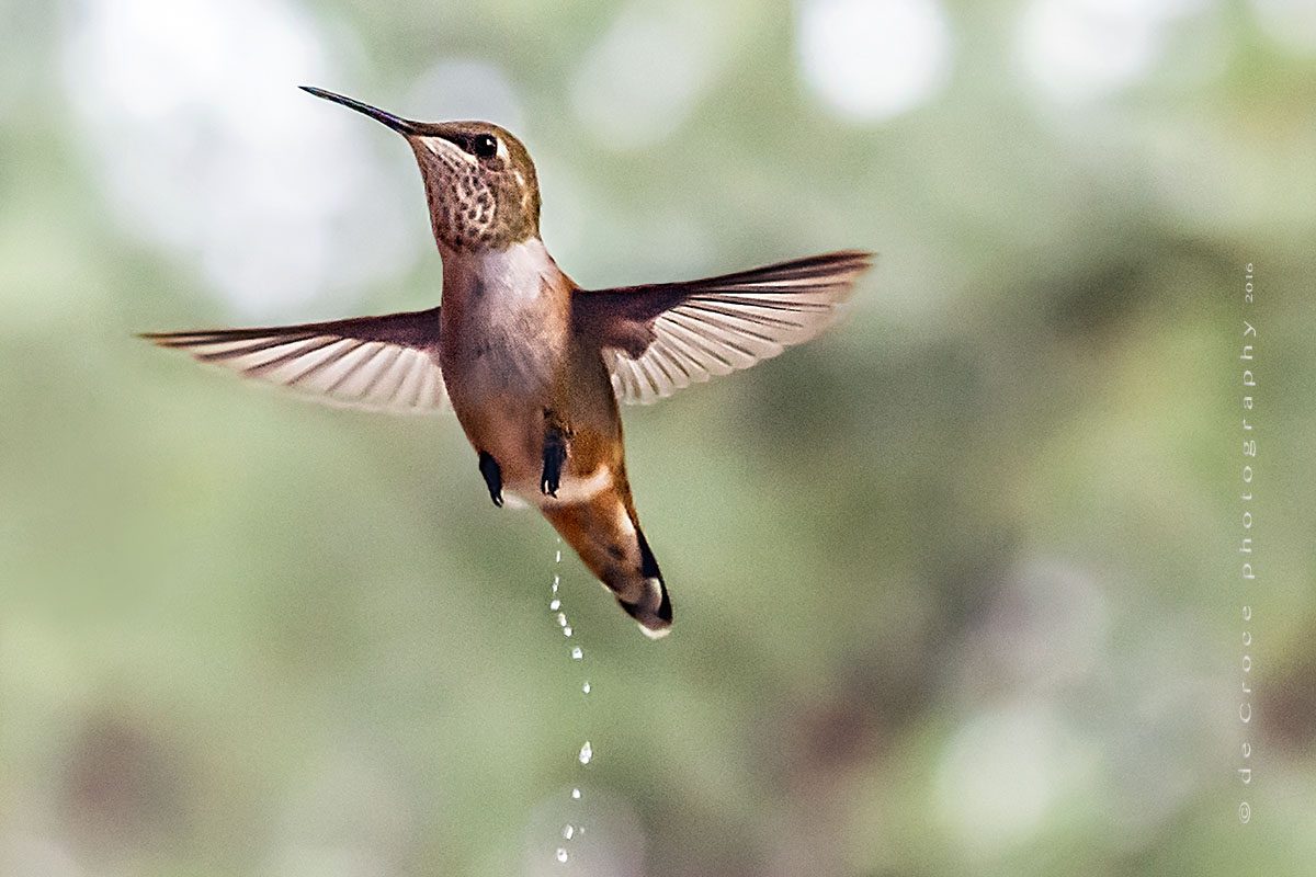 Denver photographer DeCroce did not see the Hummingbird pissing in real-time. It was only when the images were downloaded to the computer that the piss was discovered.