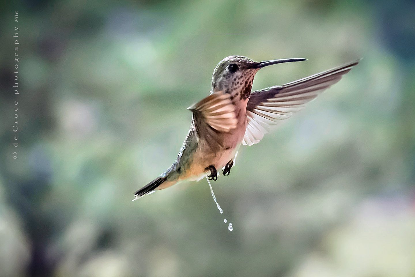 Pissing Hummingbird Photographers