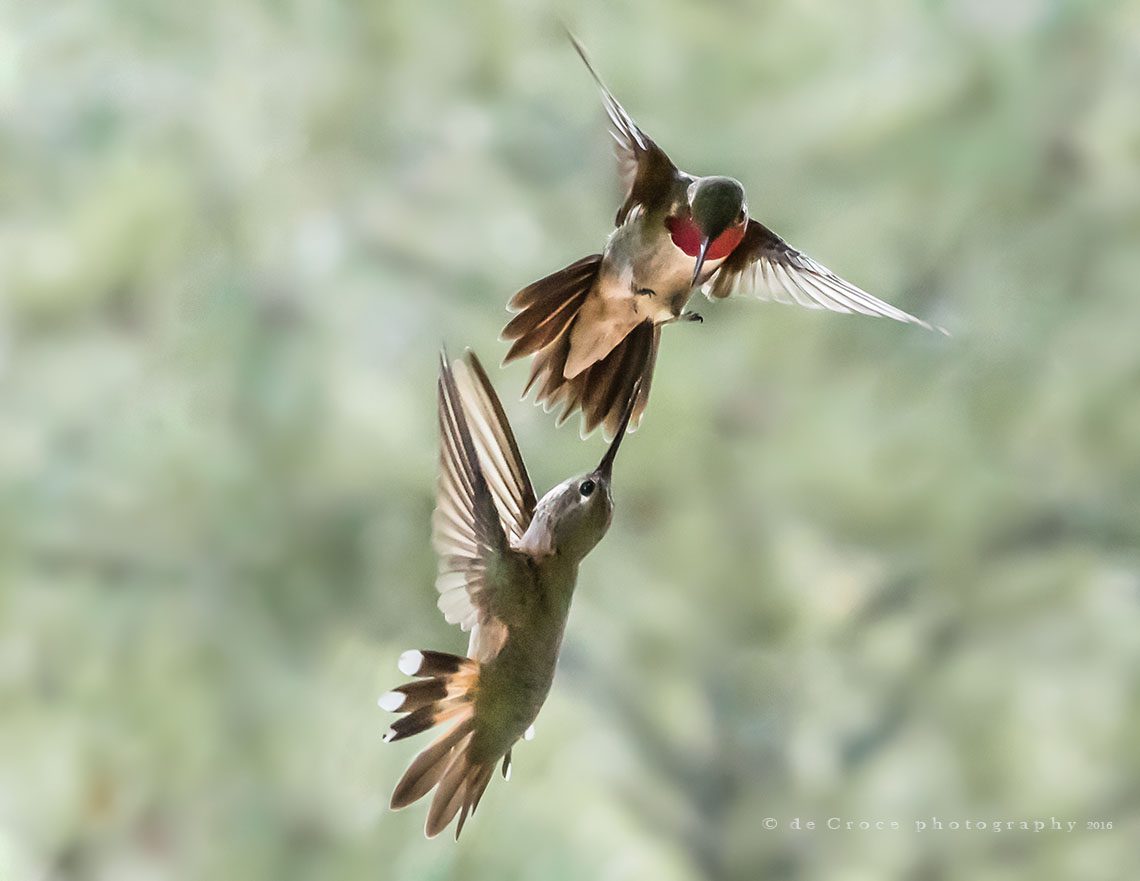 Fighting Hummingbird Photographers in Denver
