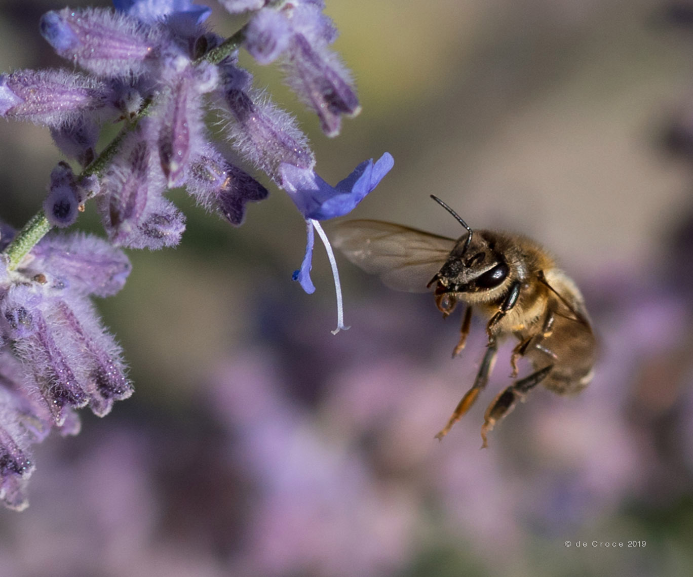 Commercial Bee Photography Project DeCroce Blog Of Photography