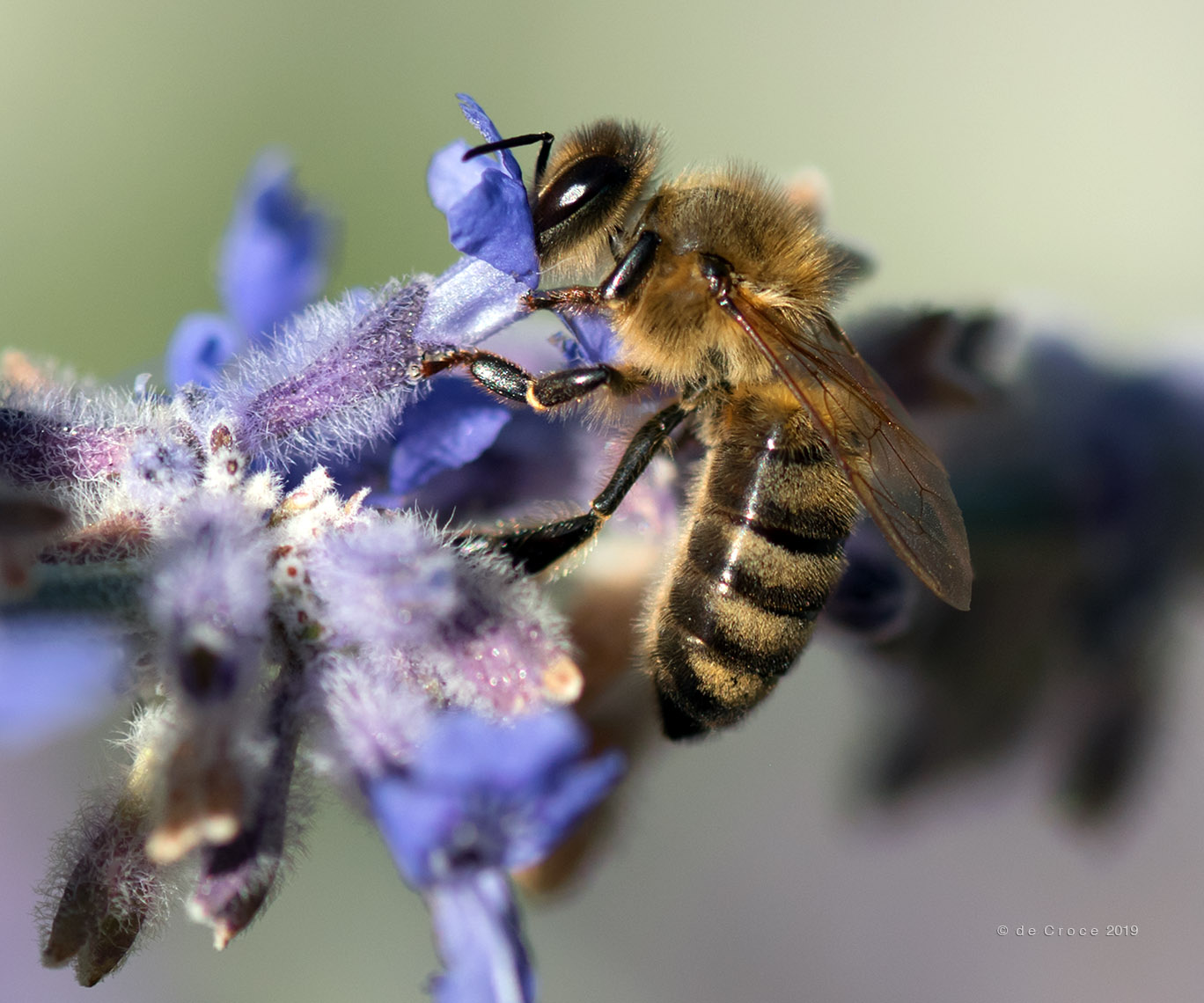 Bee Photography