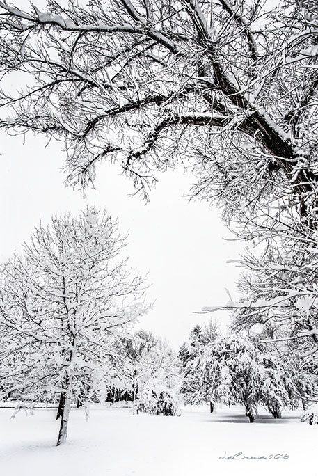 Snow and trees professional photography