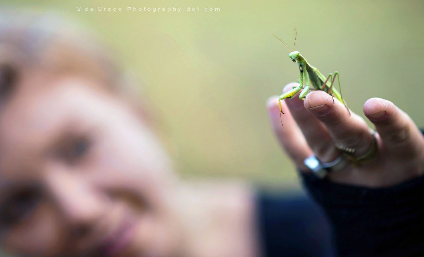 Preying mantis at Denver portrait photo-shoot