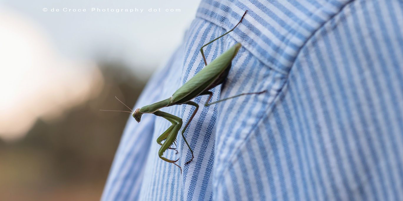 Preying mantis on Denver photographer's shirt