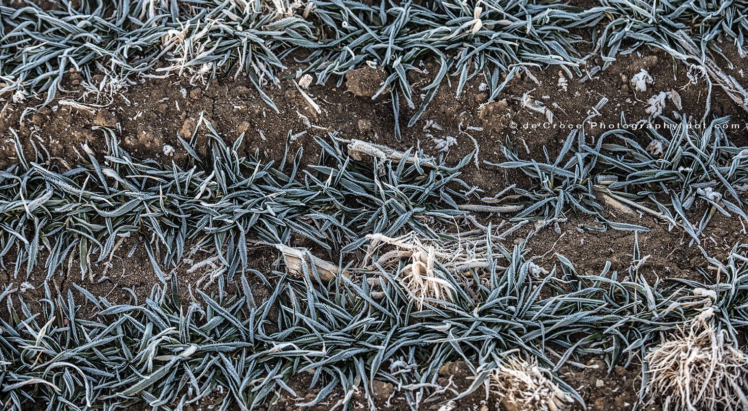 Denver pro photography - frost on winter grass.