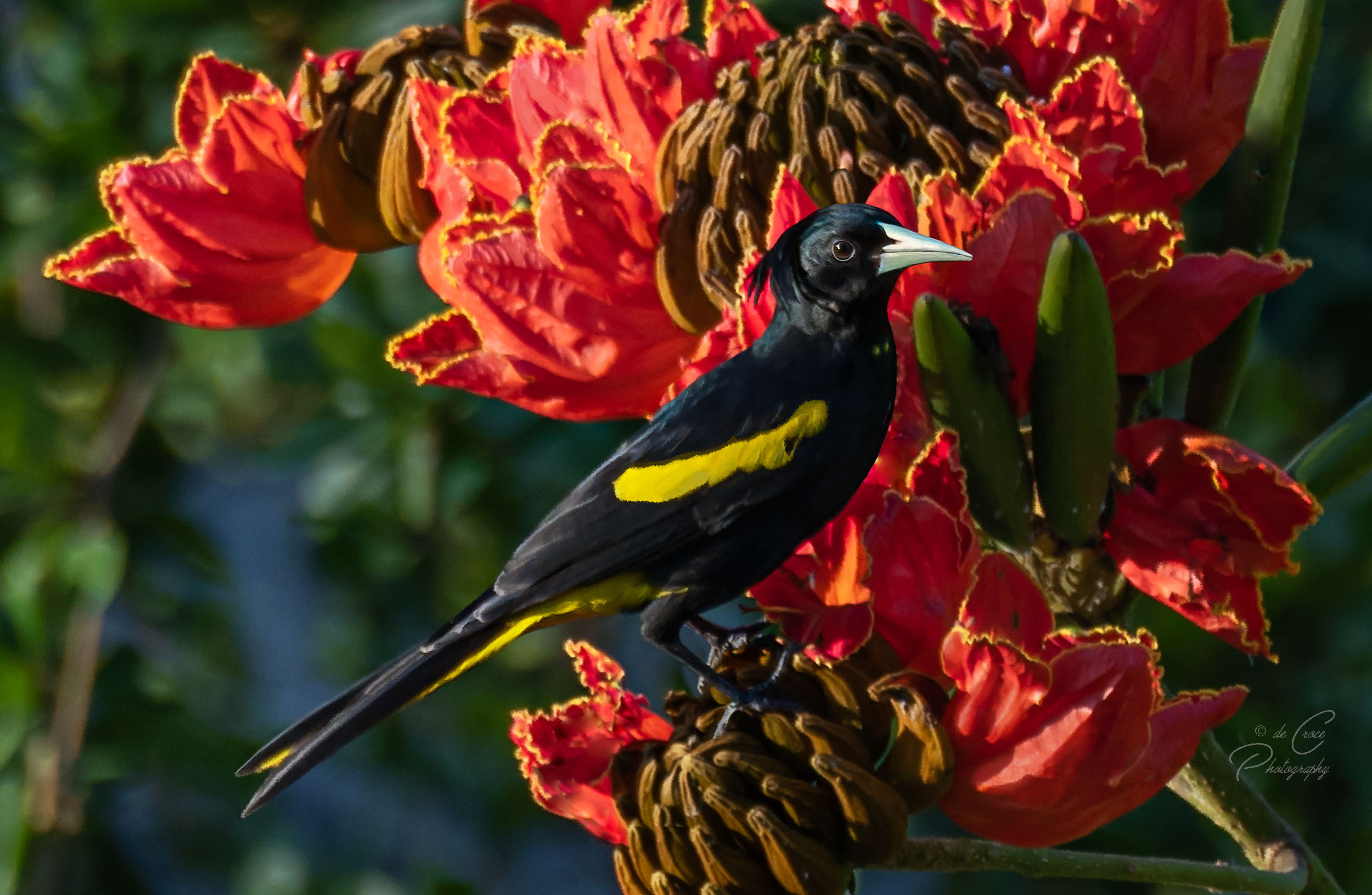 Mexico bird photography is extensive at Vida Del Mar Colima