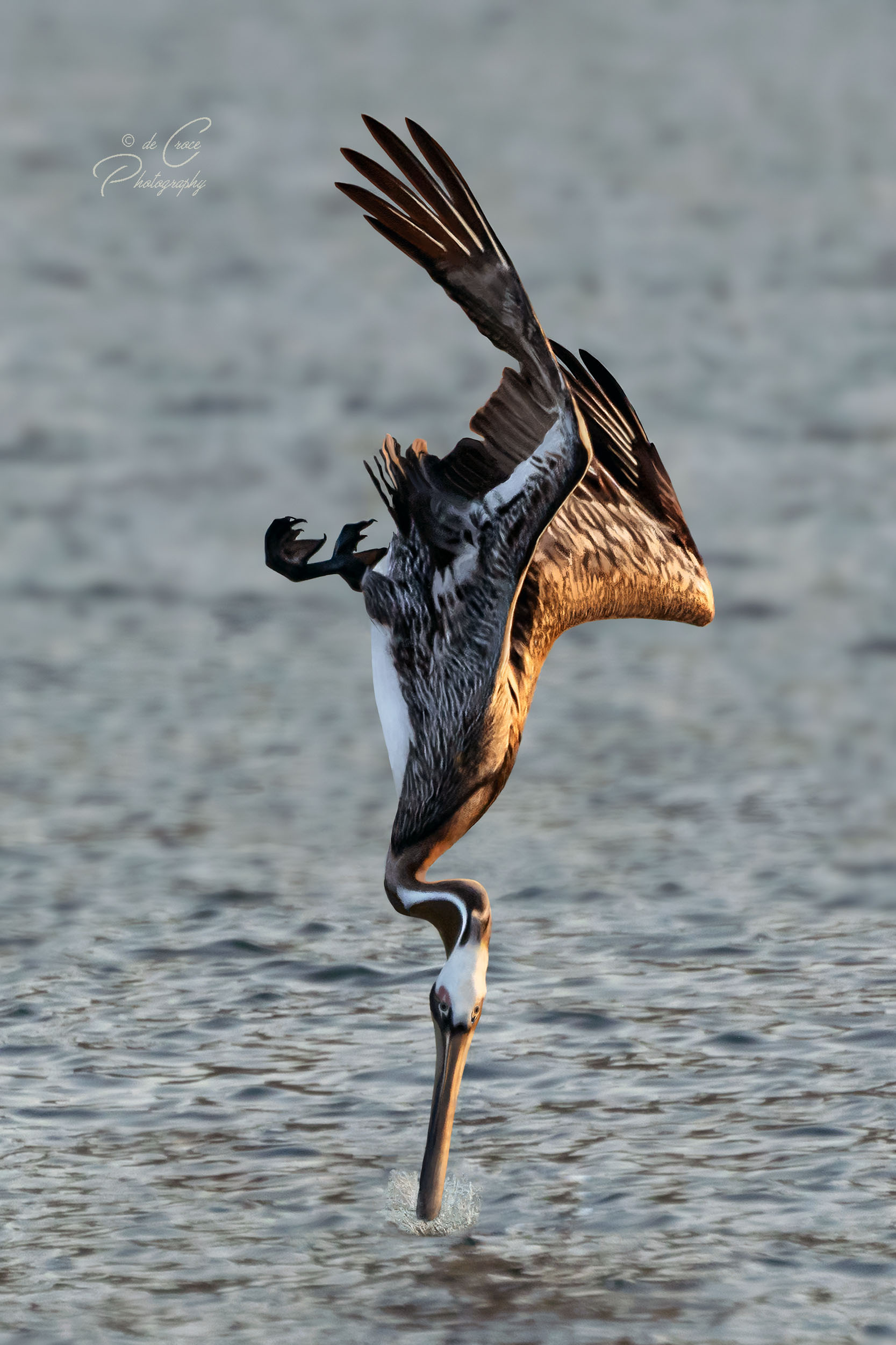 Travel photography pelican