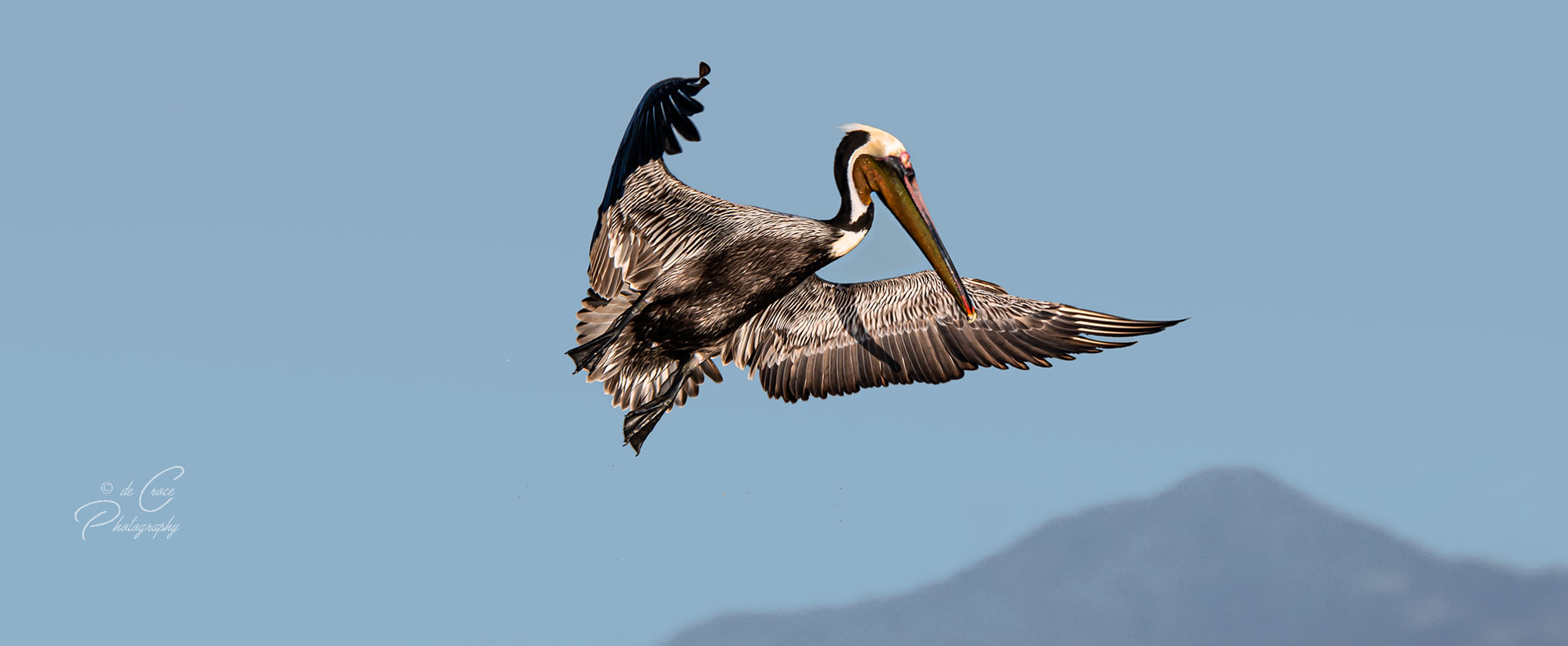 prehistoric features pelican