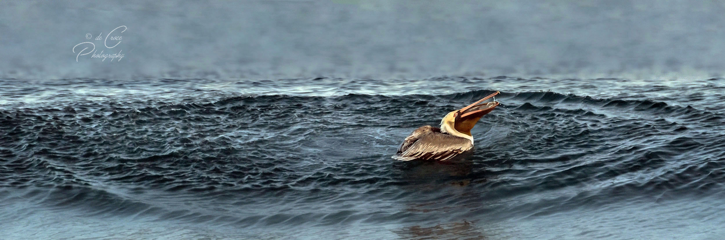Nature photography pelican prey.