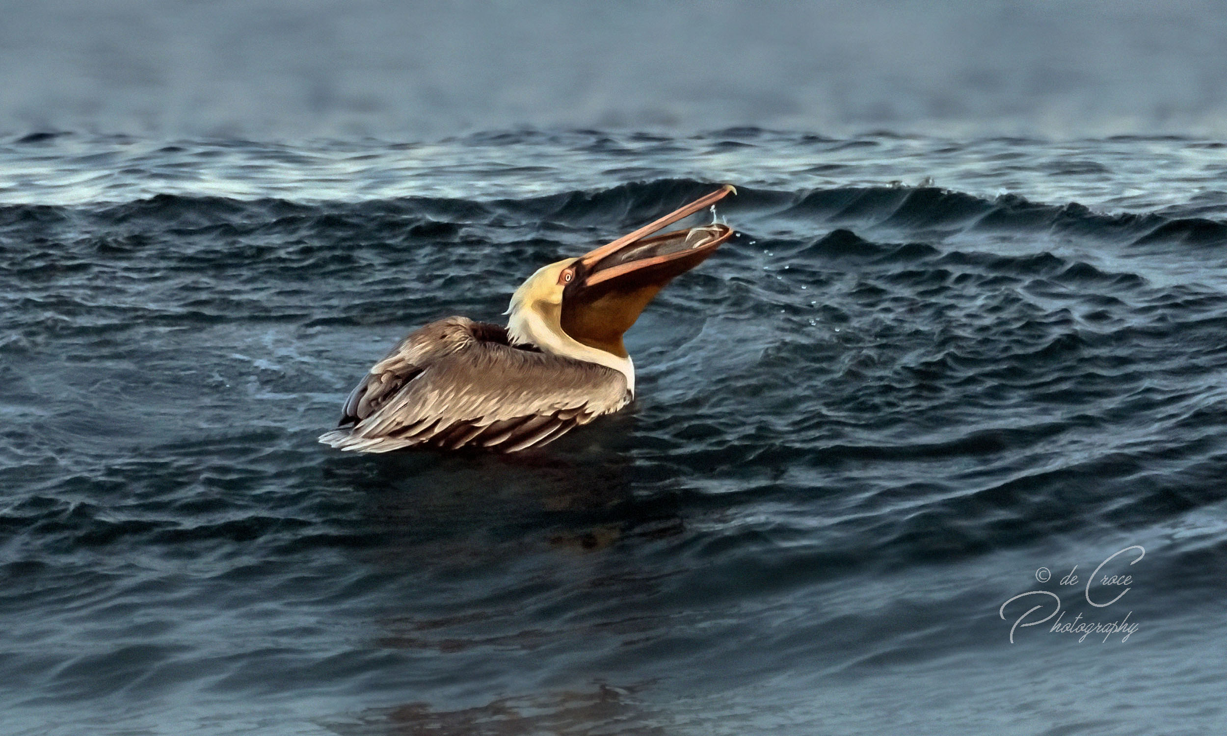Resort Miramar beach pelican photography