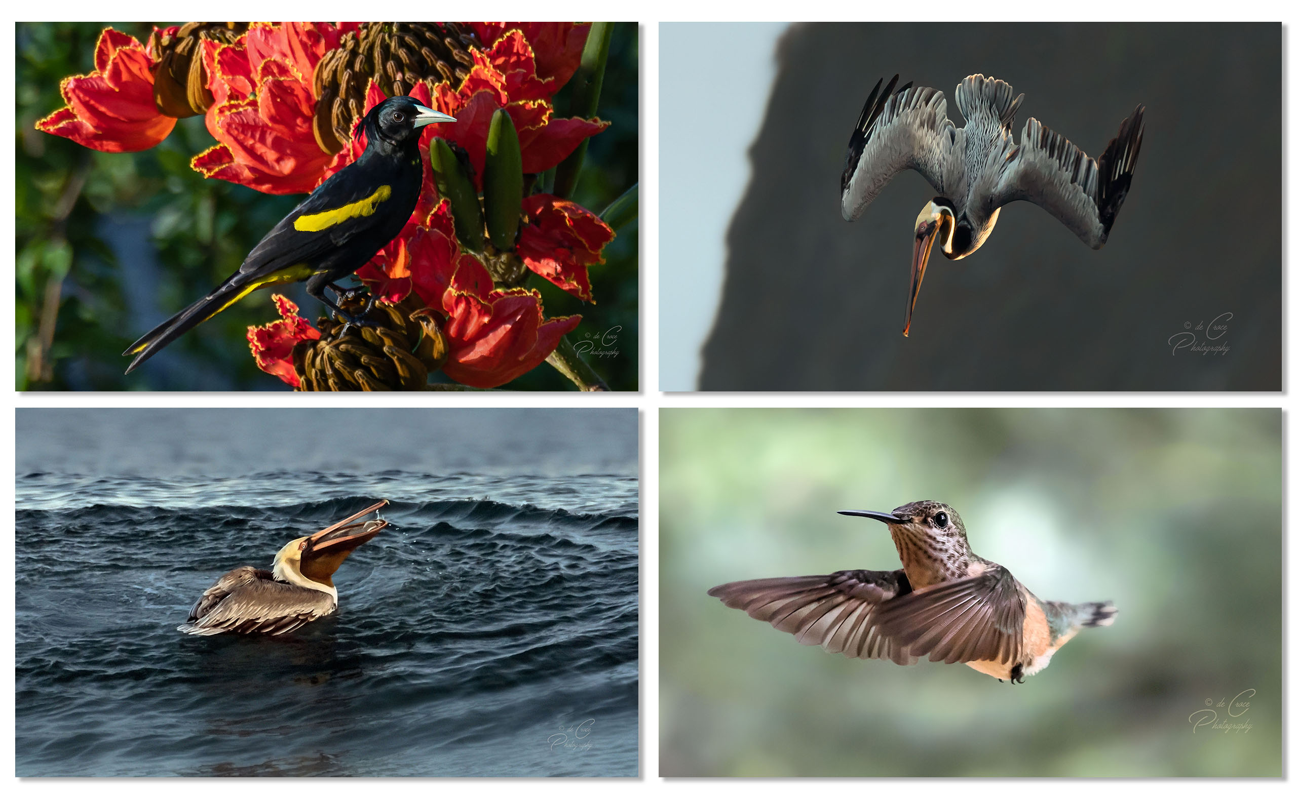 Resort photography capturing birds of Miramar Beach Colima birds